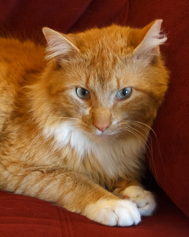 Print In Class A By Bill Dillane For The Cat Sees You JAN-2019.jpg